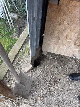 Inspection trou de rat — dératisation ZAPEM Clermont-Ferrand