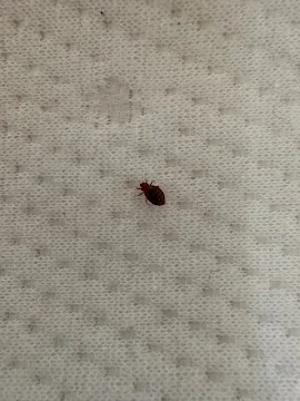 Punaise de lit détectée sur un matelas lors d'une inspection ZAPEM